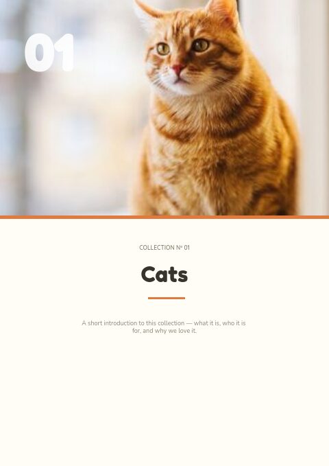 Wag & Whisker — Divider page